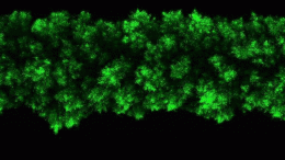 Bacterial Colonies’ Clumpy Growth