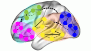 Brain Network Interactions Fractals