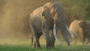 Elephant With Tusks