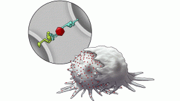 Immune Cell Engulfing Cancer Cell