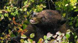 Lost Birds and Mammals Spell Doom