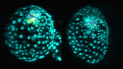 Stem Cell Embryo Model