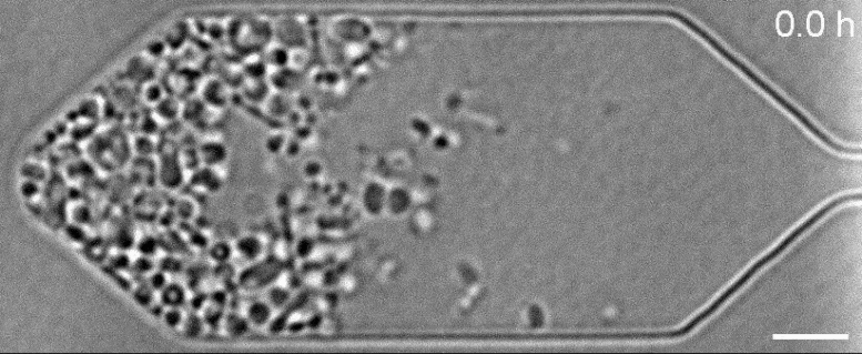 Synthetic Organism JCVIsyn3.0 Growing and Dividing