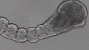 Time Lapse of Repetitive Somite Formation