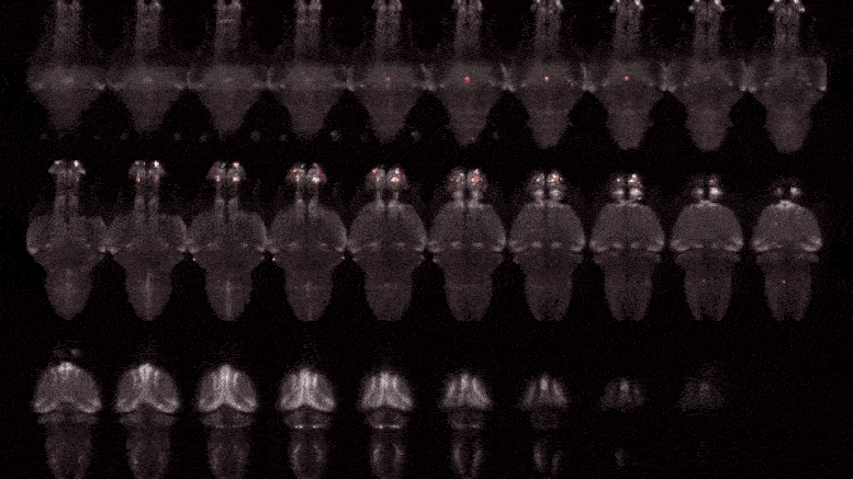 Zebrafish Whole Brain Imaging
