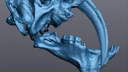 3D Model Saber Tooth