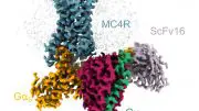 3D Structure MC4 Receptor Setmelanotide