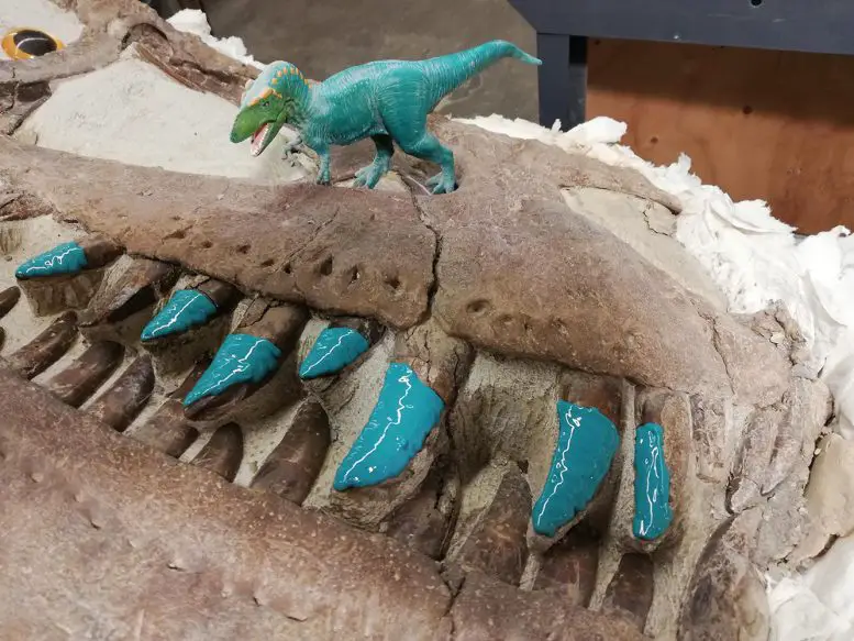 Adult Tyrannosaurid Teeth