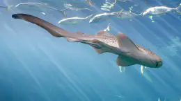 Adult Zebra Shark Swimming