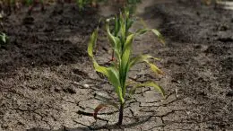 Agriculture Drought Climate Change Concept