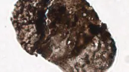 Alisporites tenuicorpus