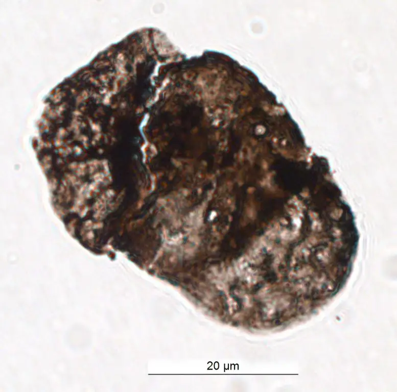 Alisporites tenuicorpus