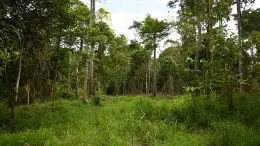 An Area Prepared for Planting in Degraded Forest