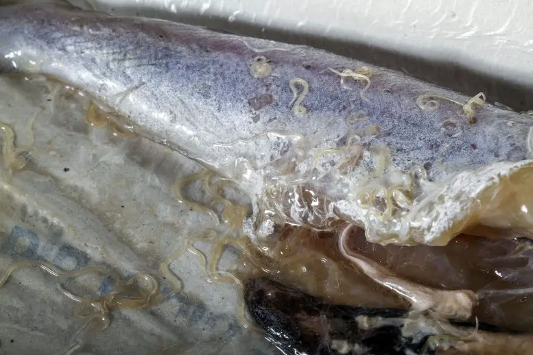 Anisakis Worms in Blue Whiting