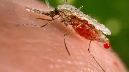 Anopholese stephensi Mosquito