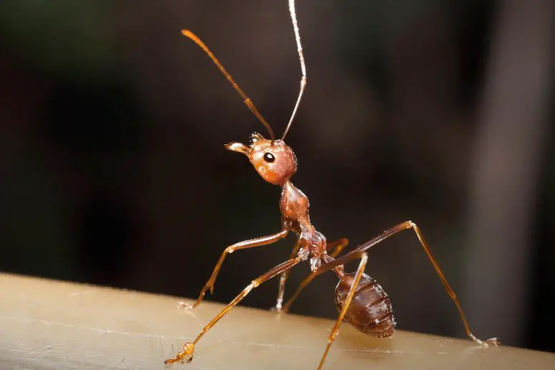 Ant Close Up