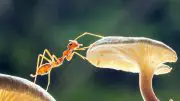 Ant Close Up