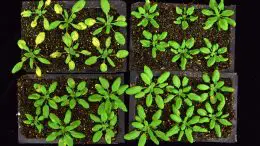 Arabidopsis Plants Defense