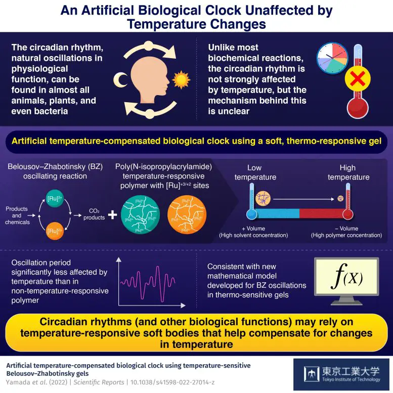 Artificial Biological Clock Unaffected by Temperature Changes