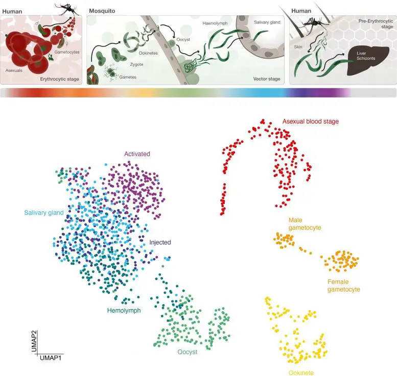 Atlas of Malaria Parasite Gene Activity