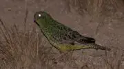 Australian Night Parrot Dark