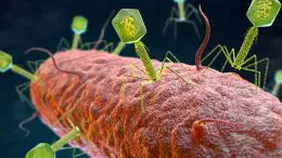 Bacteriophage Virus Attacking Bacteria