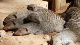 Banded Mongoose