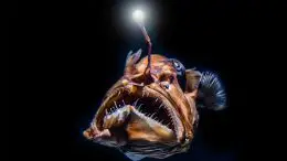 Bioluminescence Deep Sea Fish