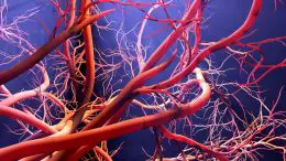 Blood Vessel Formation Illustration