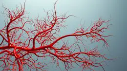 Blood Vessels Model