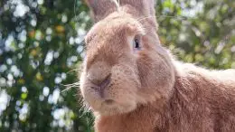 Brown Belgian Giant Rabbit