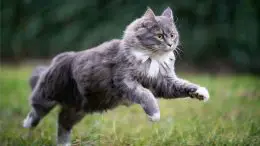 Cat Running Outside