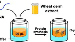 Cell-Free Protein Crystallization (CFPC)