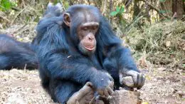 Chimpanzee Cracking Nut With Stones