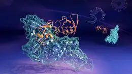 Coronavirus Papain-Like Protease