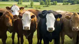 Cows Beef Cattle