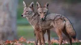 Coyotes