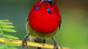 Crimson Sunbird