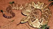 Crotalus Durissus Rattlesnake