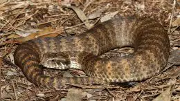 Death Adder Snake