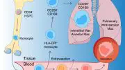 Development of Human Macrophages