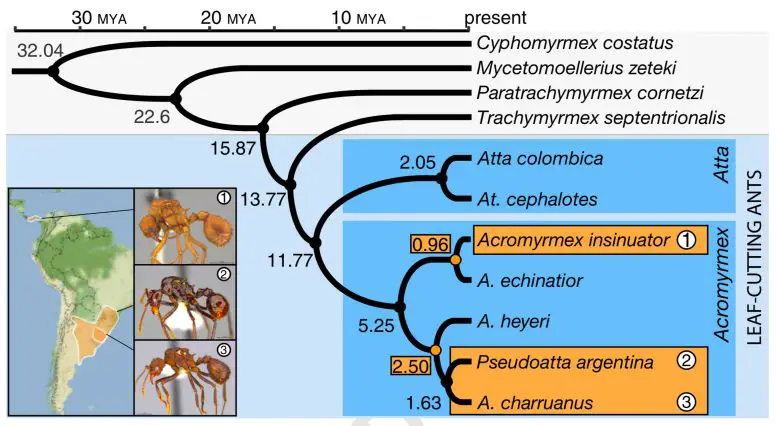 Divergence of Ant Social Parasites