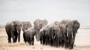 Elephants on the Move