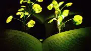 Engineers Create Plants That Glow