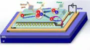 Excitonic Complexes Optical Gain 2D Material