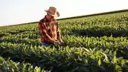 Farmer Inspecting Crops