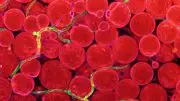 Fatty Acid Transporters in Blood Vessels