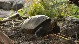 Fernanda Giant Tortoise