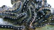 Forest Tent Caterpillars Close Up