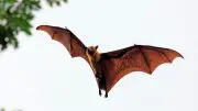 Fruit Bat